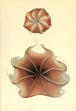 Image of Opisthoteuthis medusoides Thiele 1915