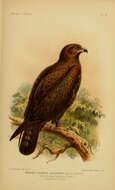 Image of Rough-legged Buzzard