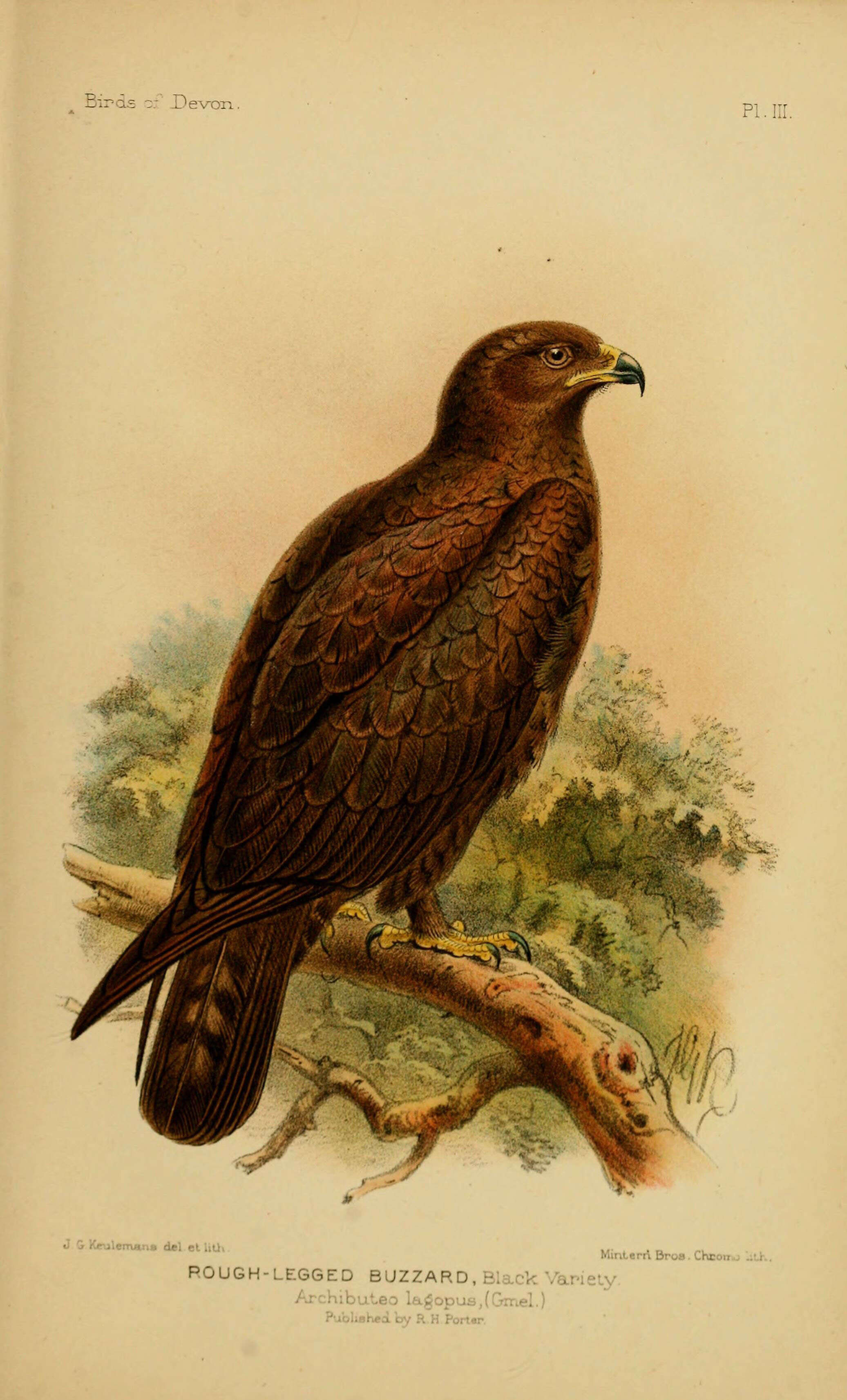 Image of Rough-legged Buzzard