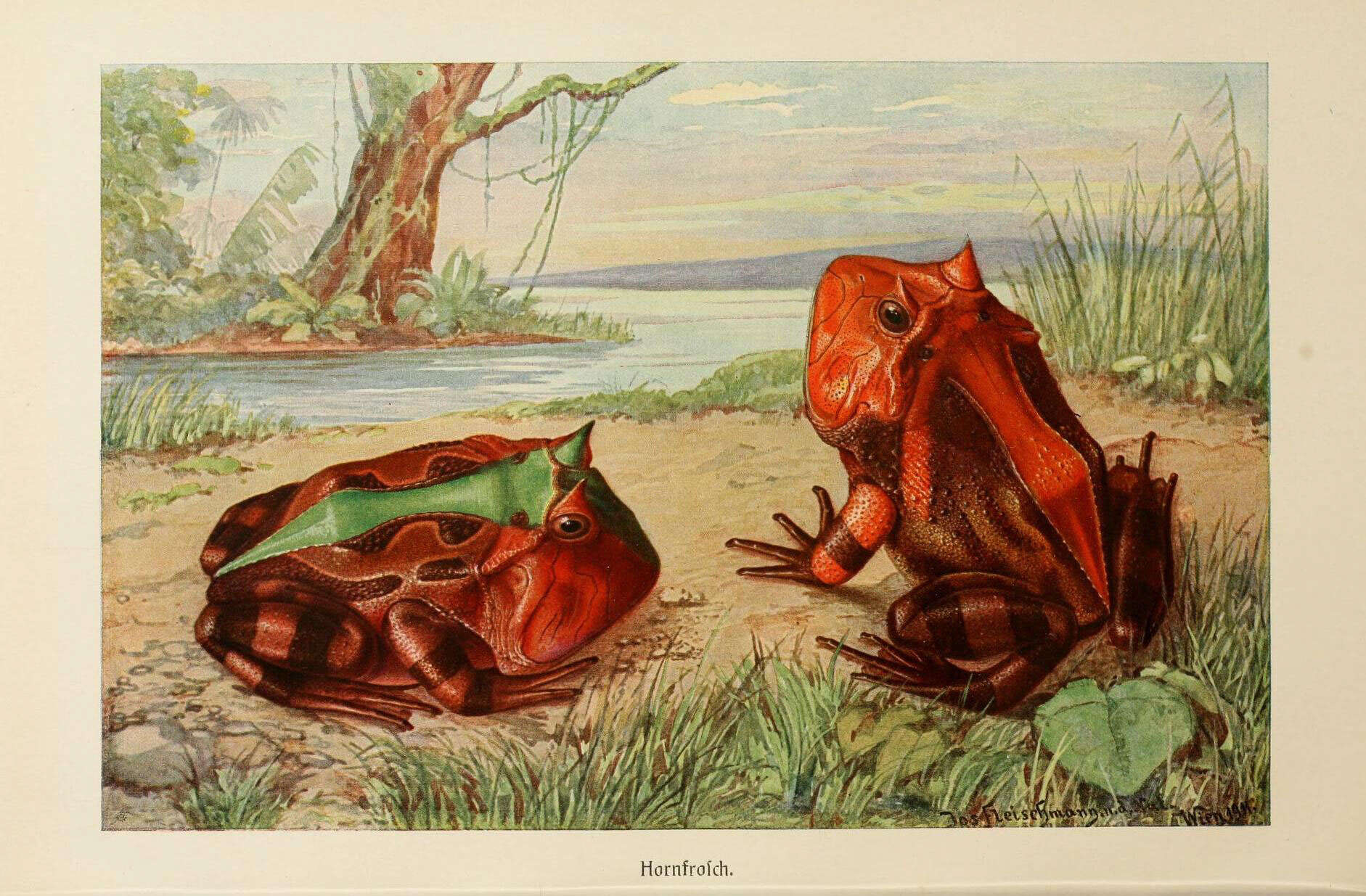 Image of Common Horned Frogs