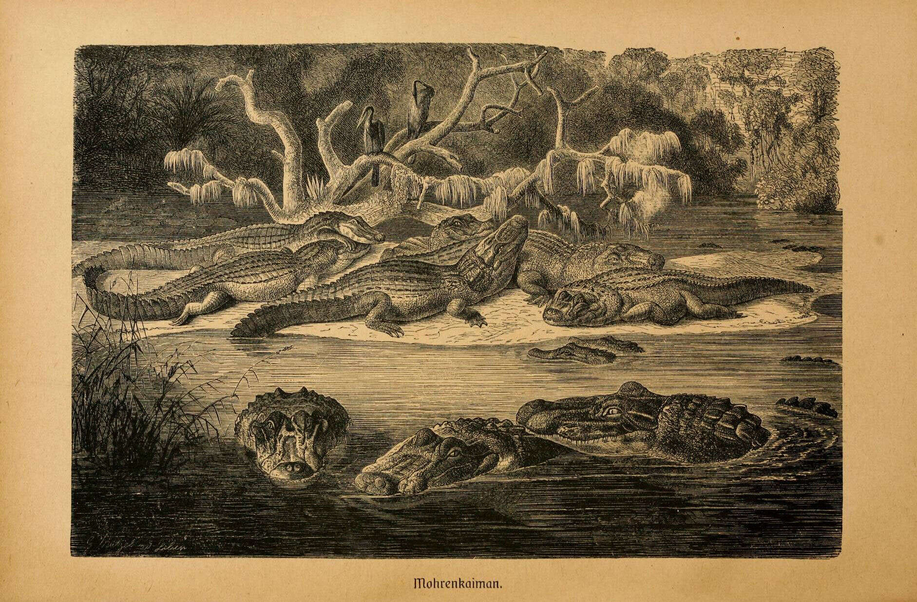 Sivun Melanosuchus kuva