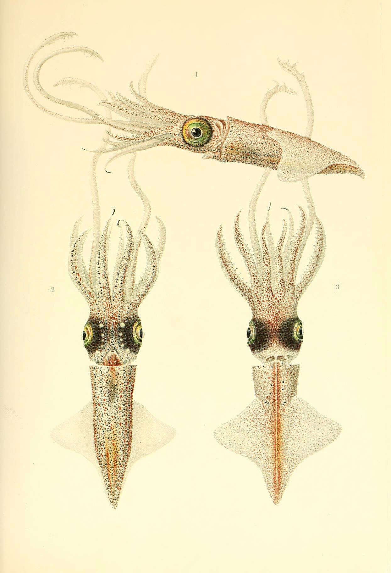 Image de Abraliopsis subgen. Abraliopsis Joubin 1896