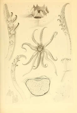 Image of Abraliopsis subgen. Abraliopsis Joubin 1896