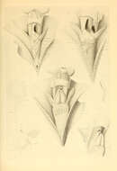 Image of Onychoteuthoidea Gray 1847