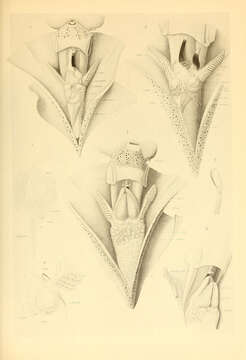 Image of Abraliopsis subgen. Abraliopsis Joubin 1896