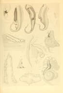 Image of Pterygioteuthis H. Fischer 1896