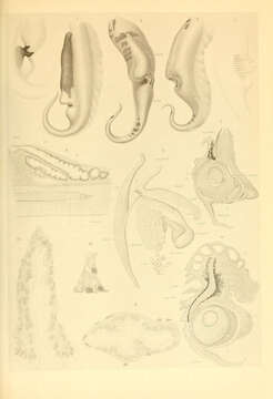 Image of roundear enope squid