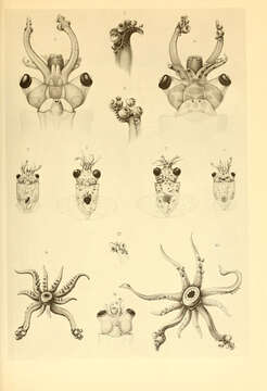 Imagem de Octopoteuthis Rüppell 1844