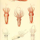 Sivun Stigmatoteuthis hoylei (Goodrich 1896) kuva