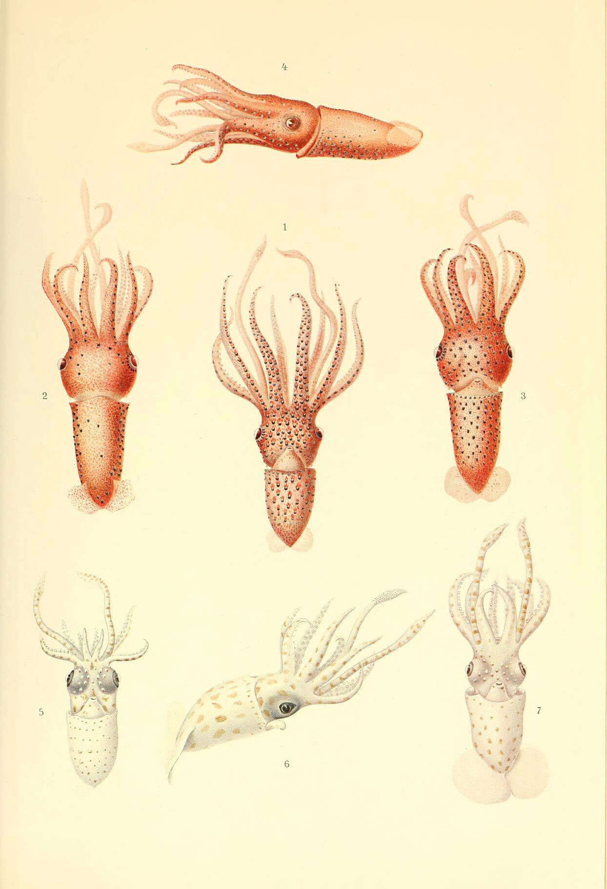 Image de Stigmatoteuthis hoylei (Goodrich 1896)