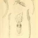 صورة Histioteuthis reversa (Verrill 1880)