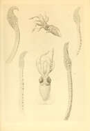 Image de Histioteuthis reversa (Verrill 1880)