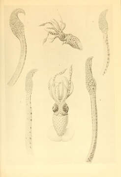 Image of jewel squid