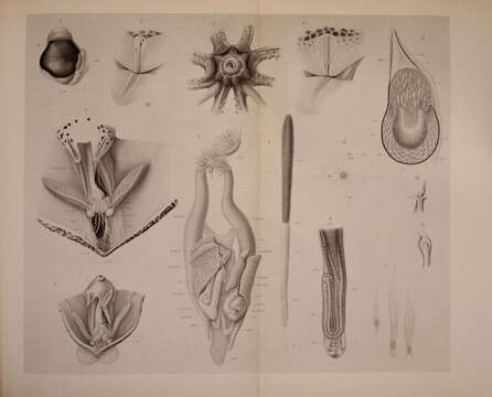 Image of Stigmatoteuthis hoylei (Goodrich 1896)