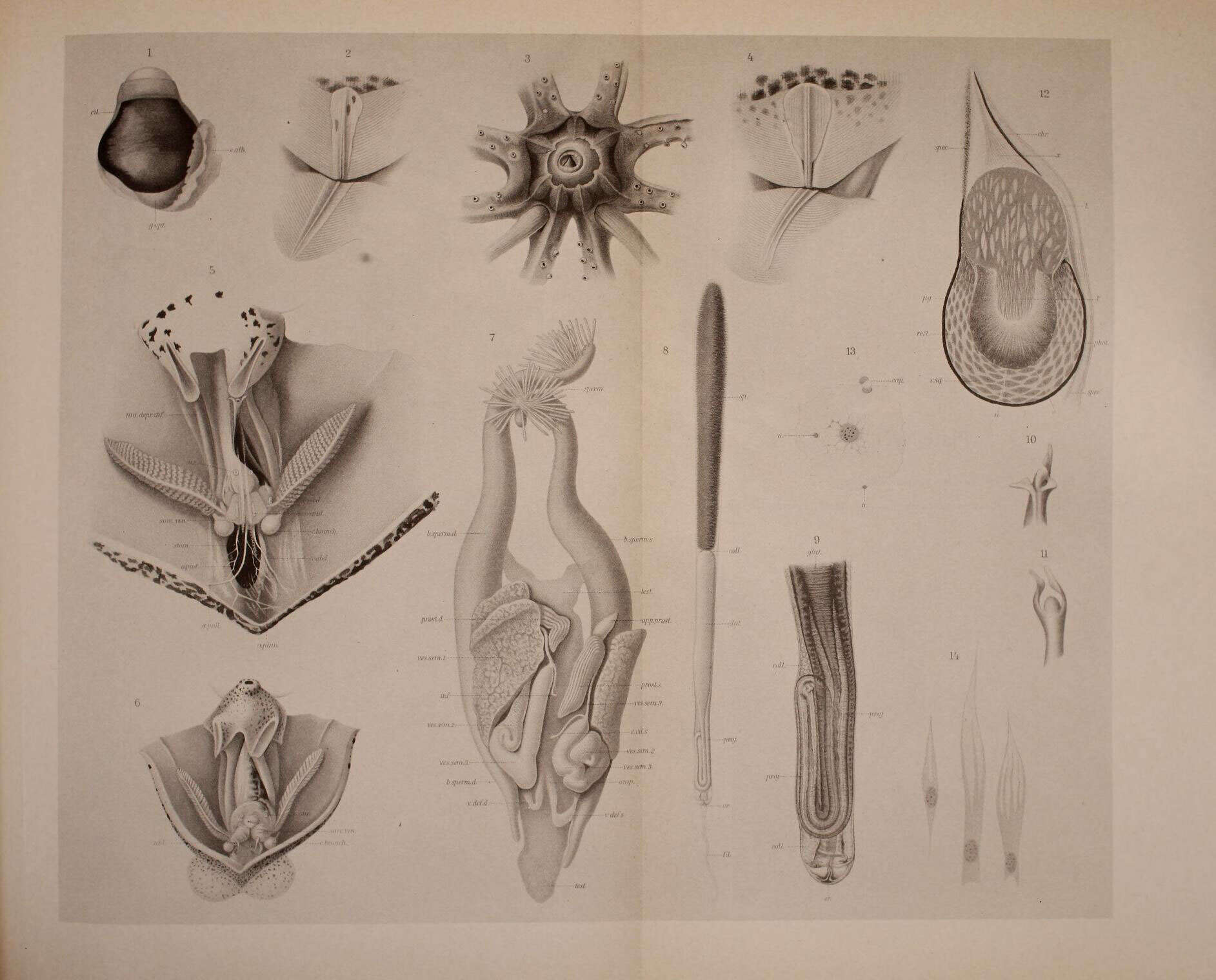 Image de Stigmatoteuthis hoylei (Goodrich 1896)