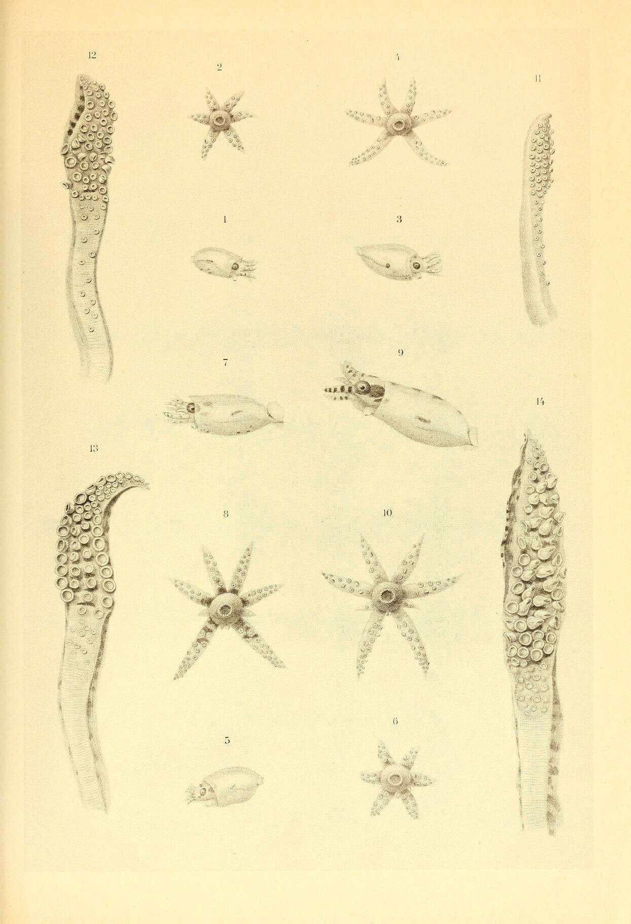 Image de Onychoteuthidae Gray 1847