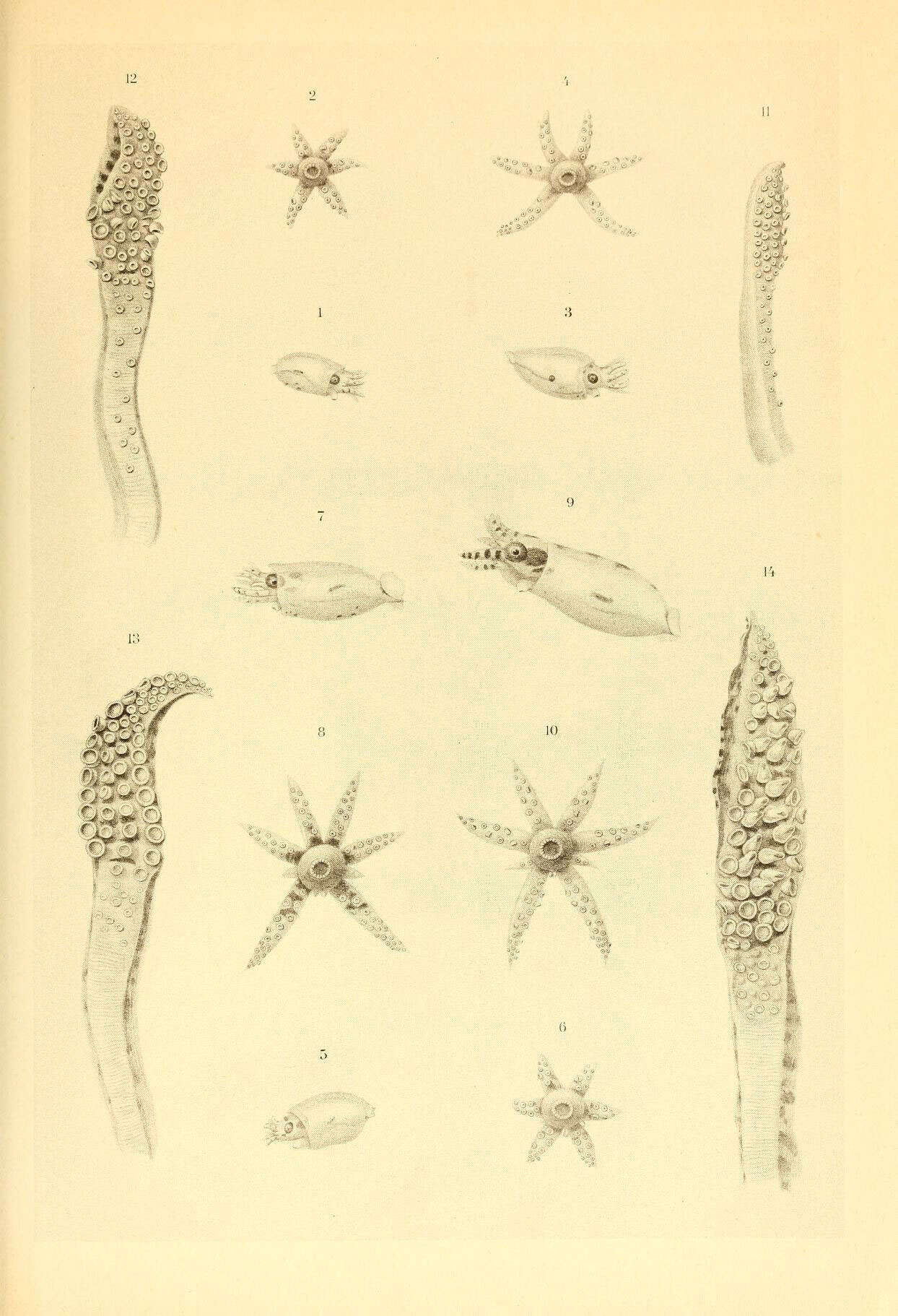 Image of Onychoteuthidae Gray 1847