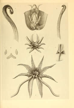 Image de Bathyteuthis Hoyle 1885