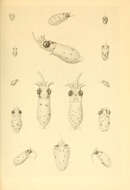 Image de Ommastrephoidea Steenstrup 1857