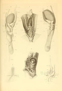 Image of ornate arm squid