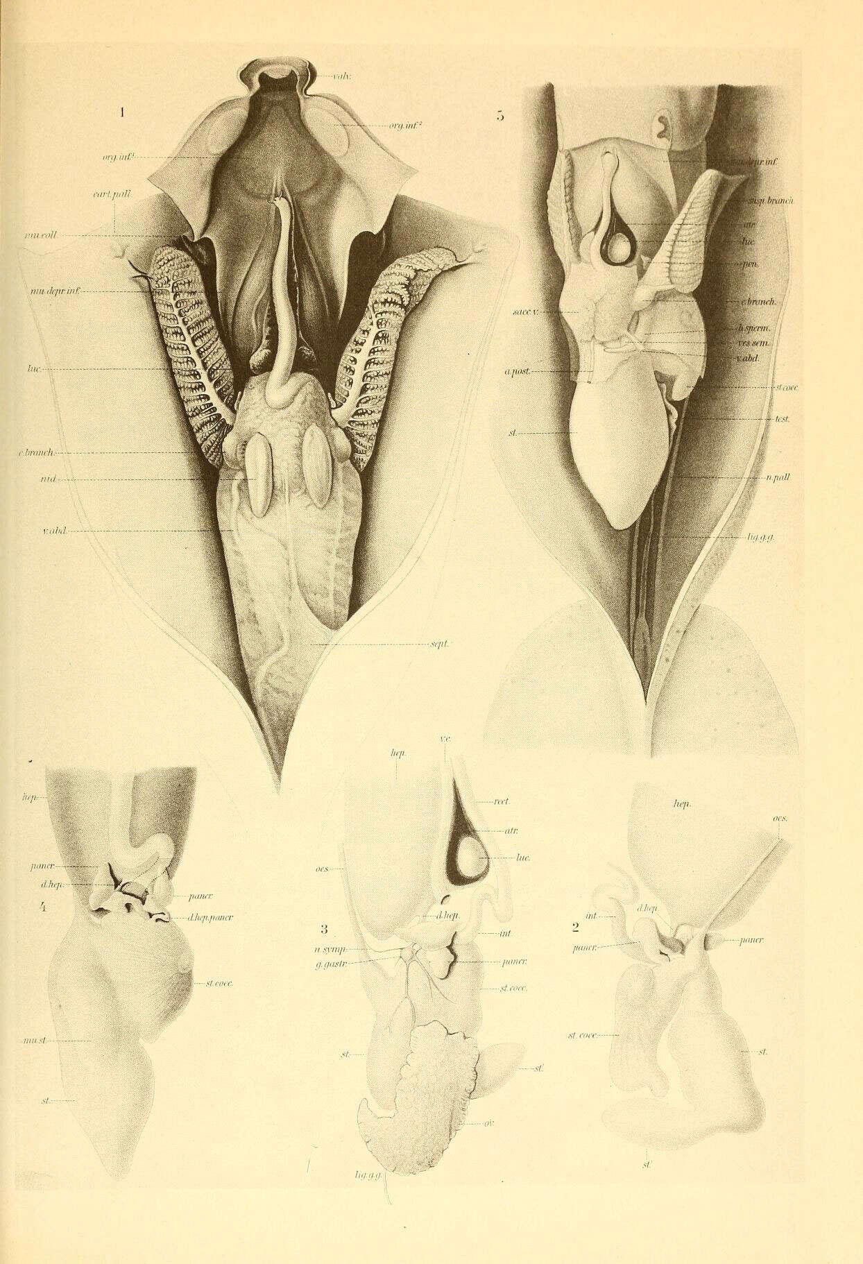 Image de Chiroteuthis imperator Chun 1908