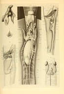 Image of Planctoteuthis exopthalmica (Chun 1908)