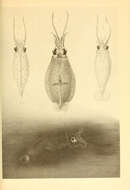 Sivun Cranchia Leach 1817 kuva