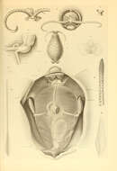 Image of Cranchia Leach 1817