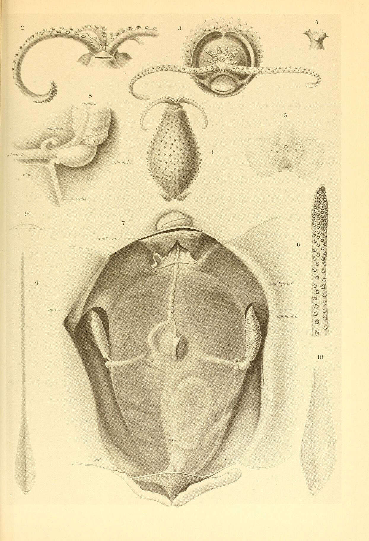 Image de Cranchia Leach 1817