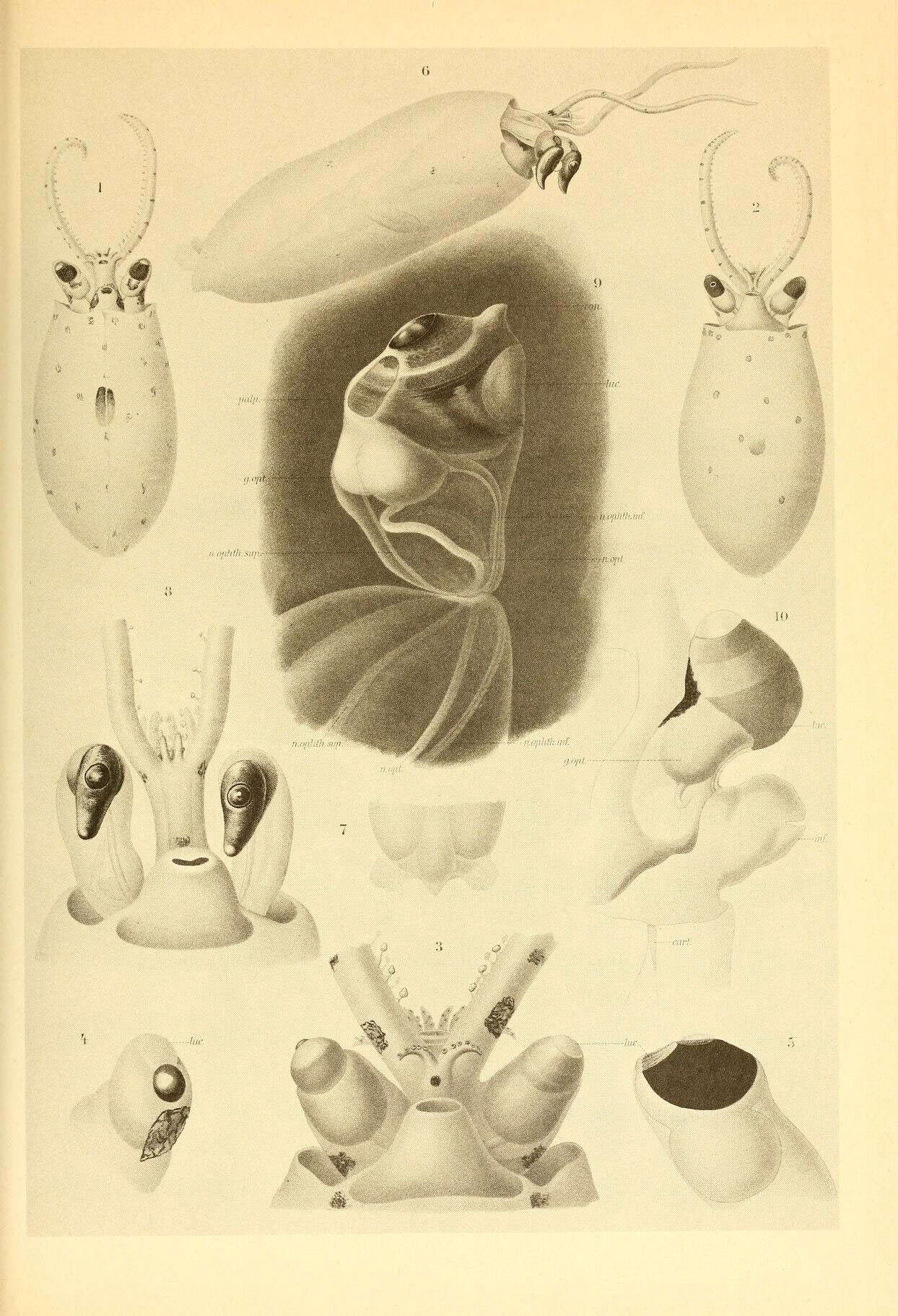 Image de Galiteuthis glacialis (Chun 1906)