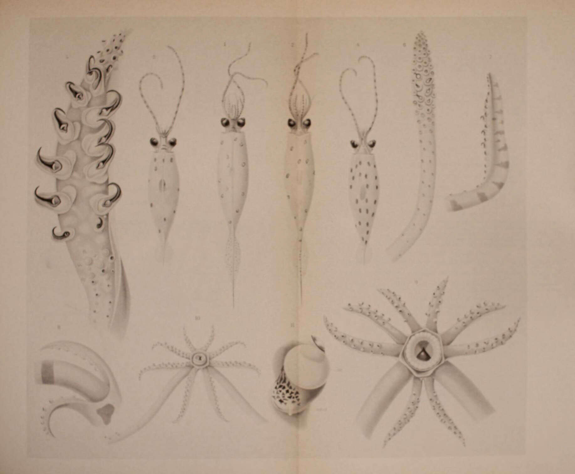 Image of Galiteuthis suhmi (Hoyle 1886)