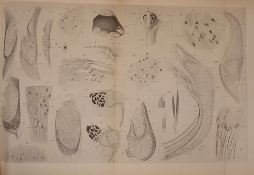 Image of Cranchia Leach 1817