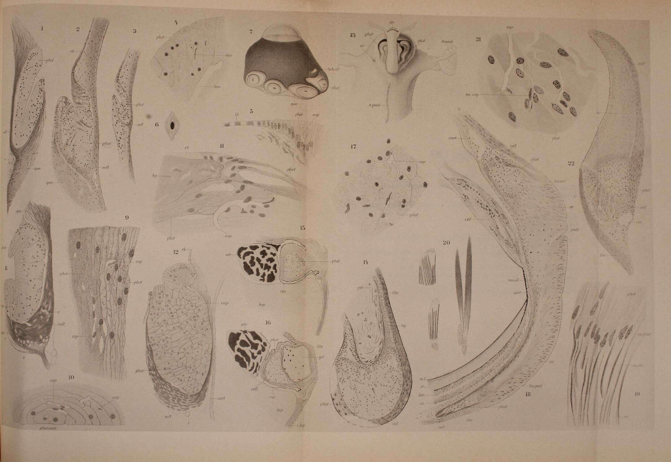 صورة Cranchia Leach 1817
