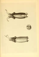 Image of Spiruloidea Rafinesque 1815