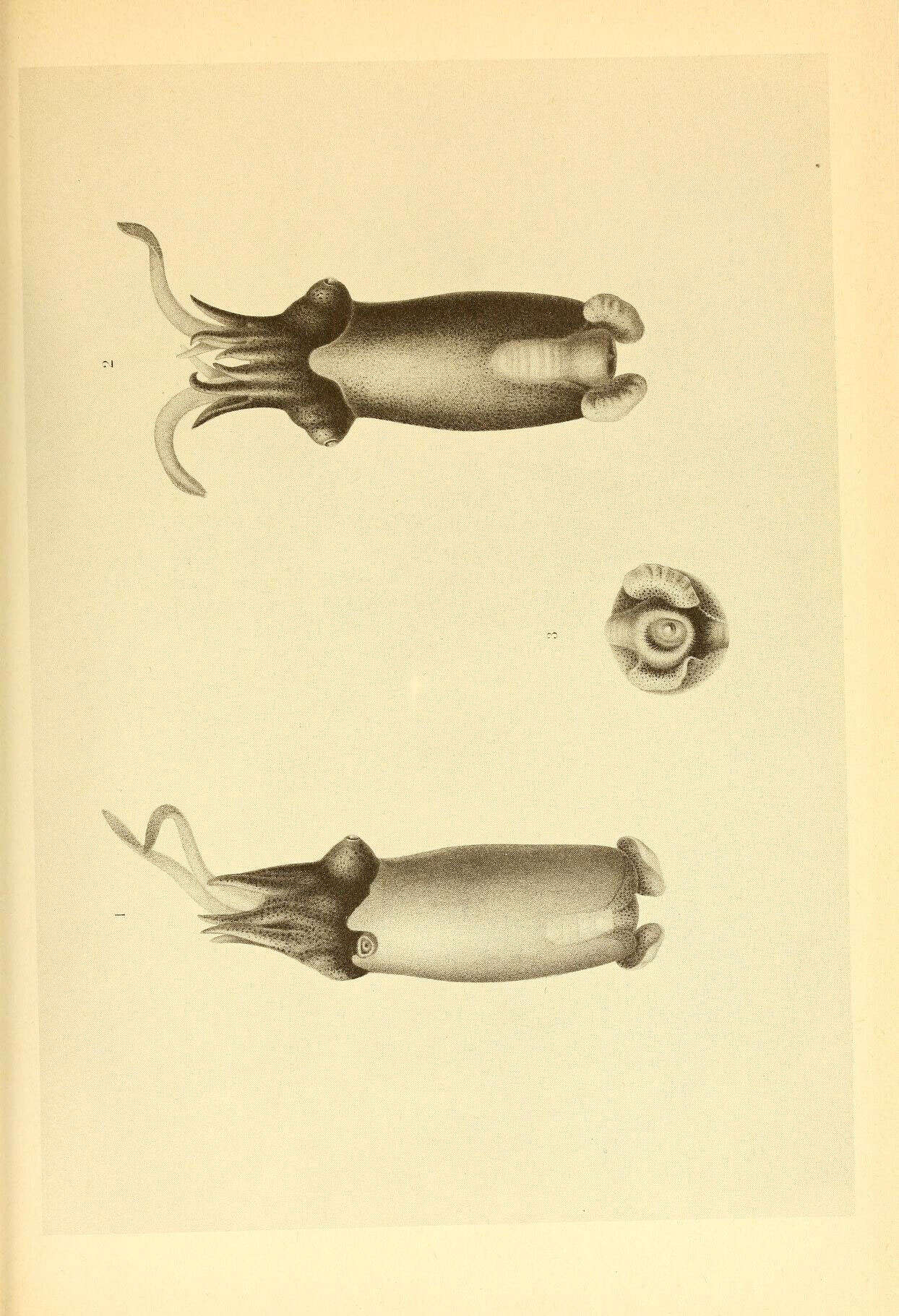 Image de Spiruloidea Rafinesque 1815