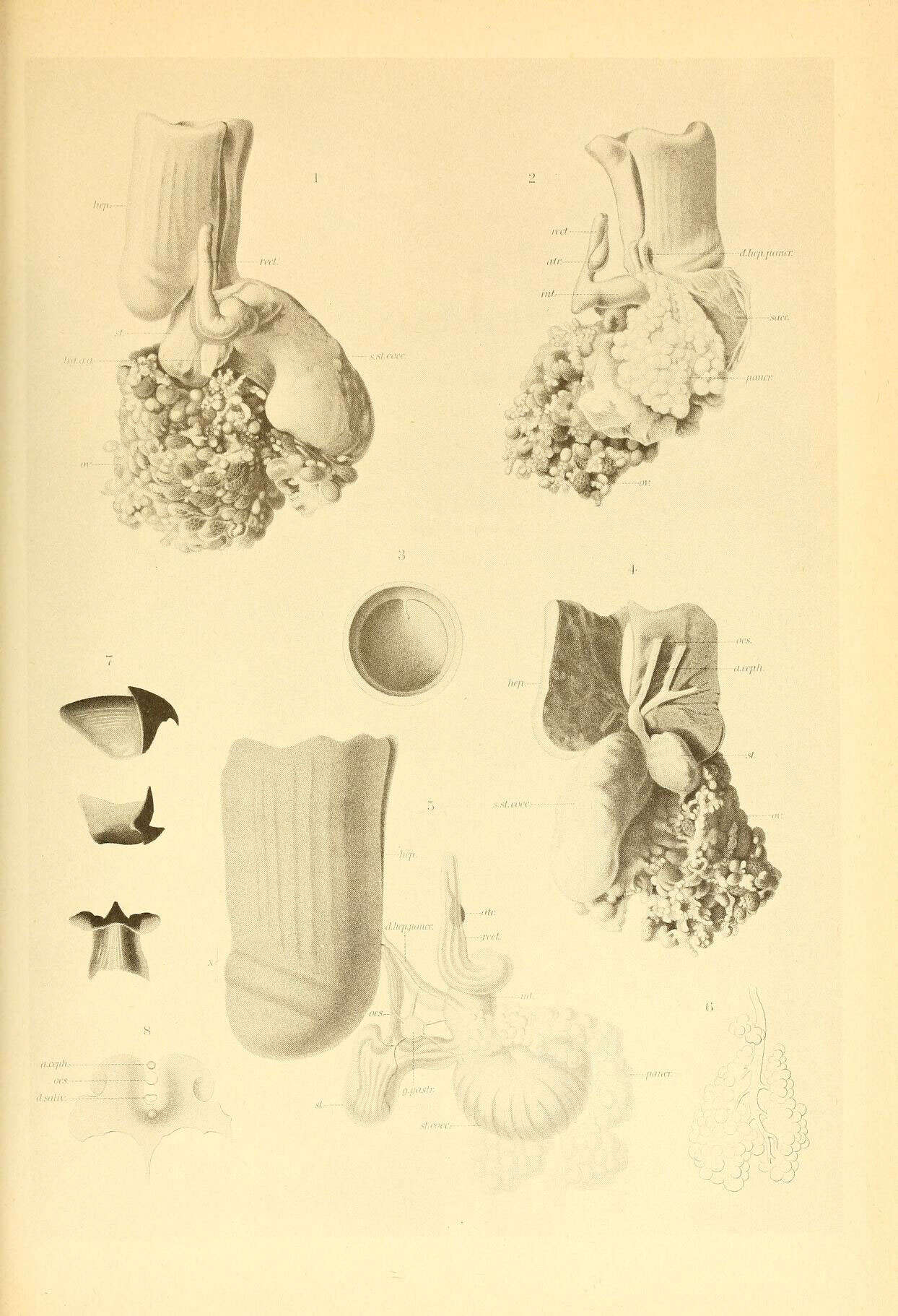 Image of Spiruloidea Rafinesque 1815