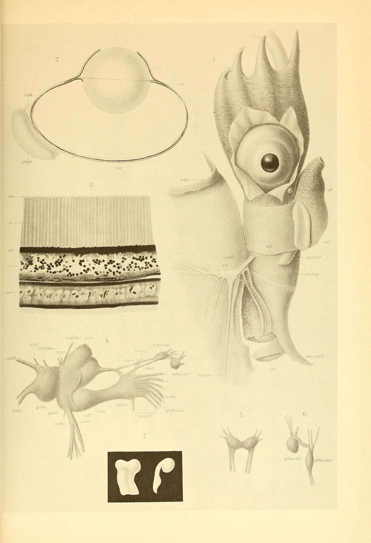 Image of Spiruloidea Rafinesque 1815