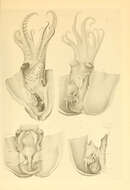 Image of Bolitaena Steenstrup 1859
