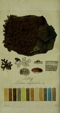 Image of Lichen omphalodes