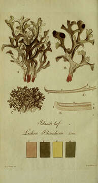 Image of Lichen islandicus