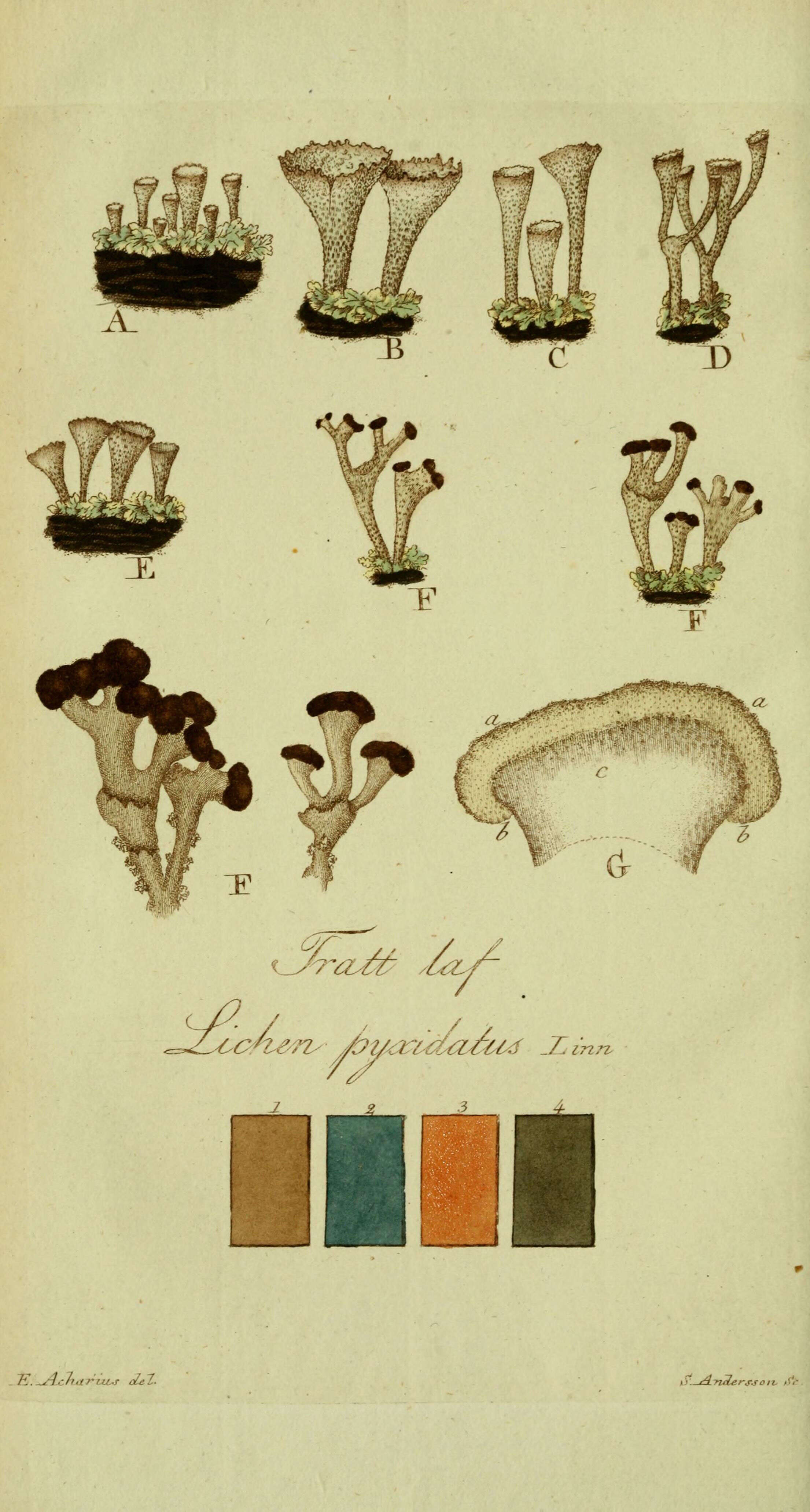 Image de Cladonia pyxidata (L.) Hoffm.