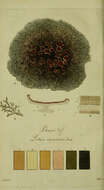Image of Brodoa intestiniformis (Vill.) Goward