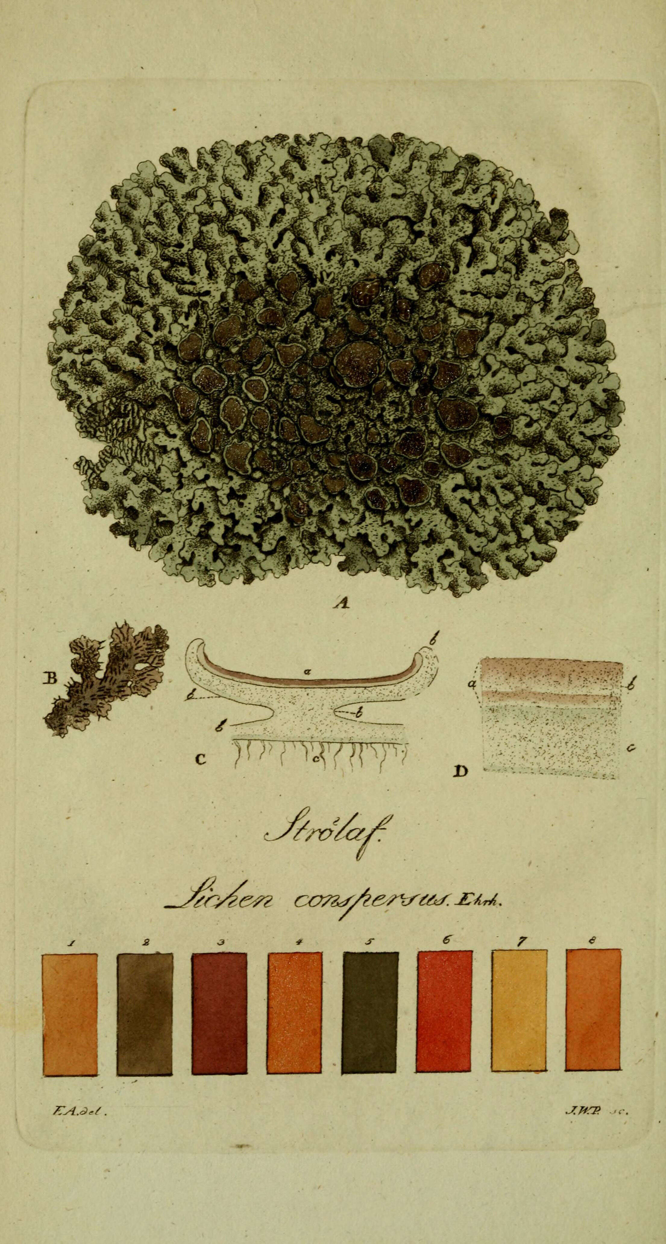 Image of Parmeliaceae