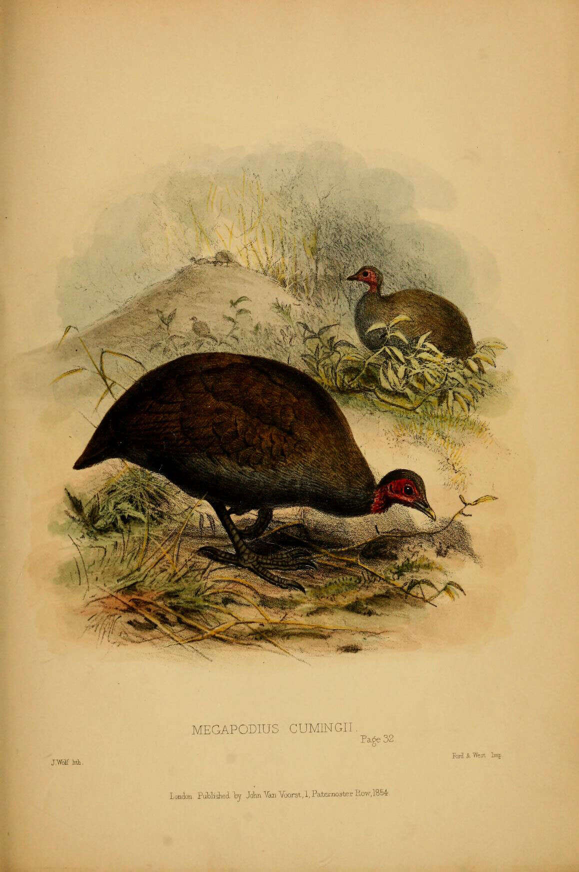 Image of Philippine Megapode