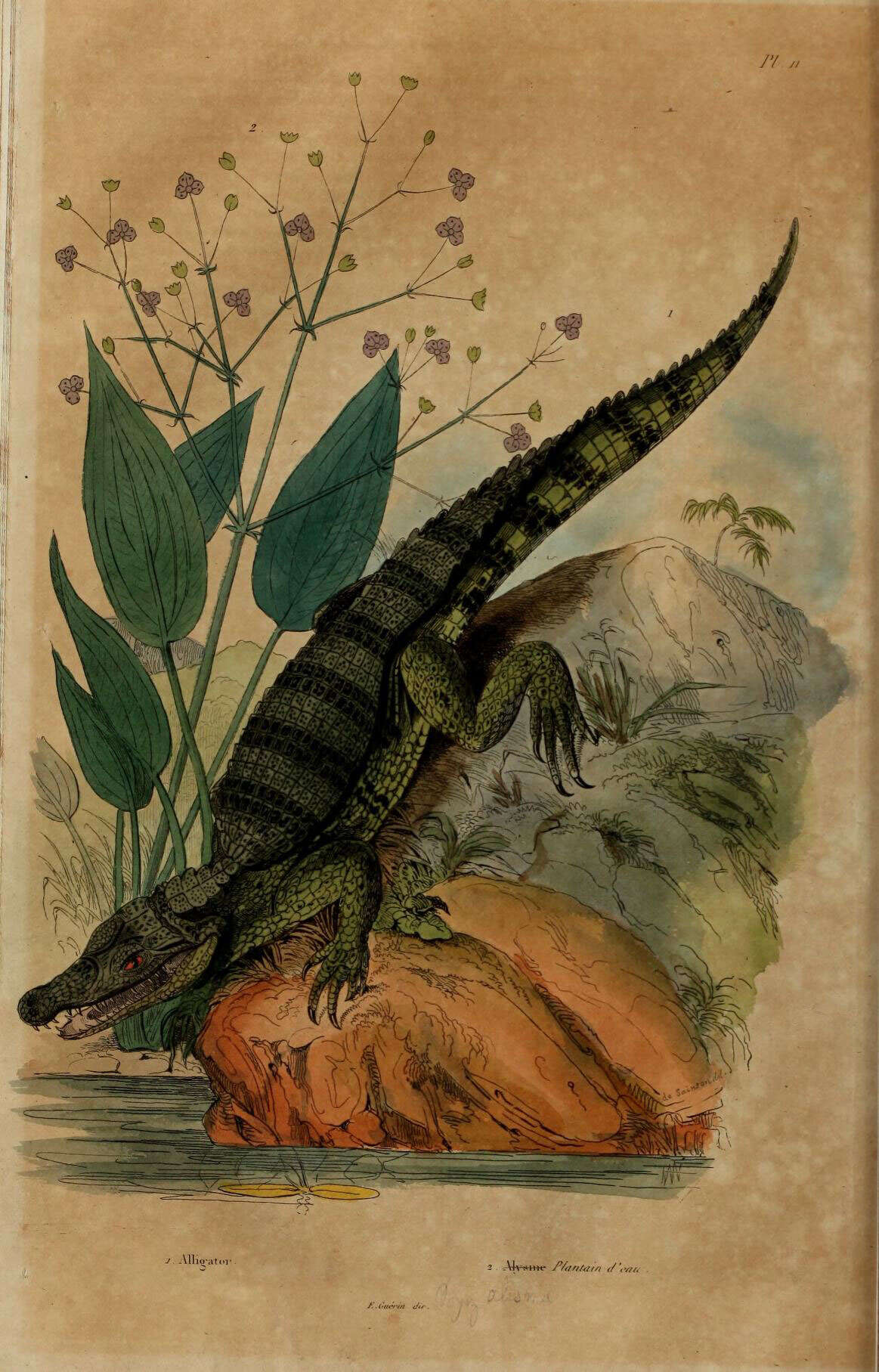 Image de Alligatoridae