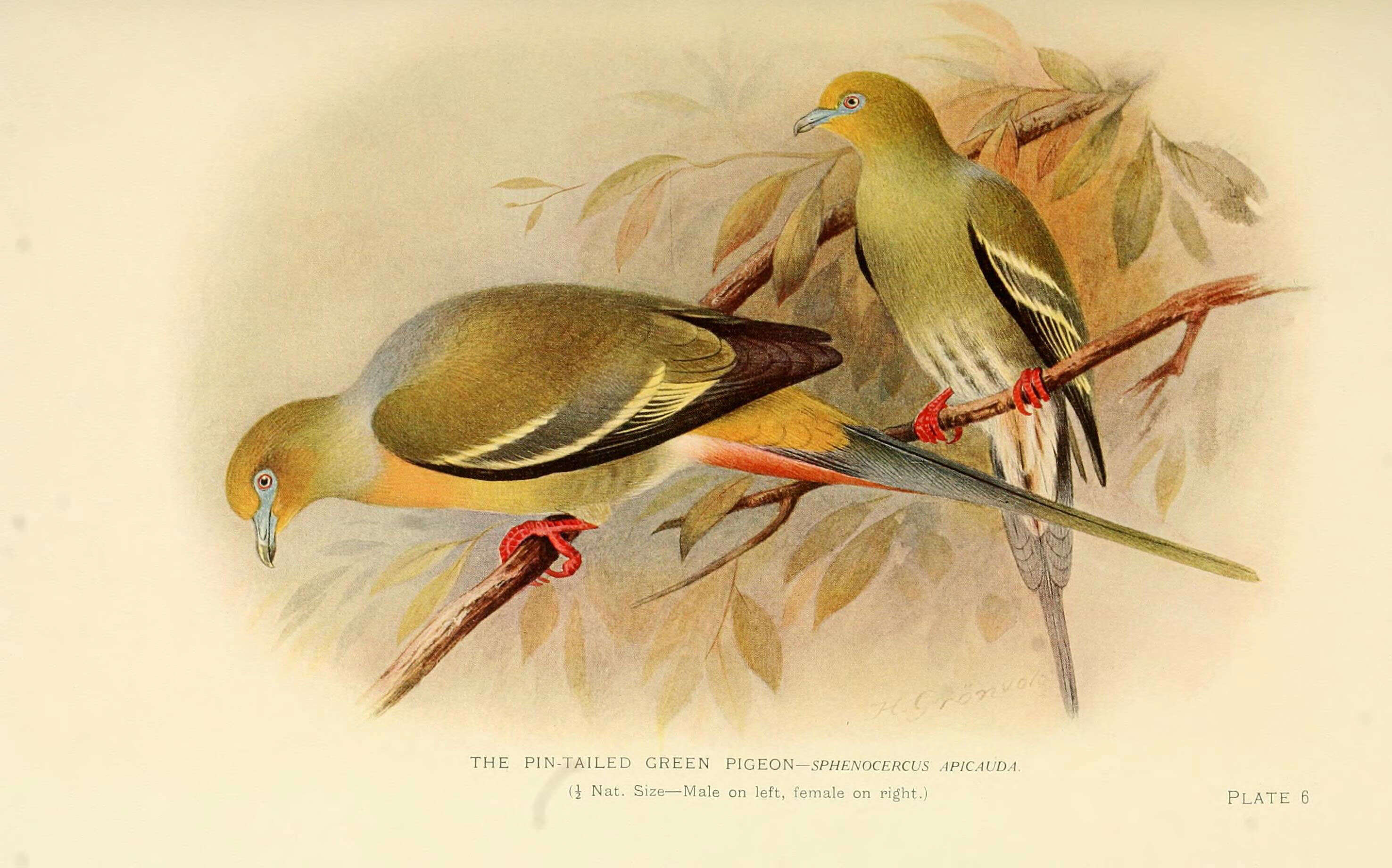 Image of Pin-tailed Green Pigeon