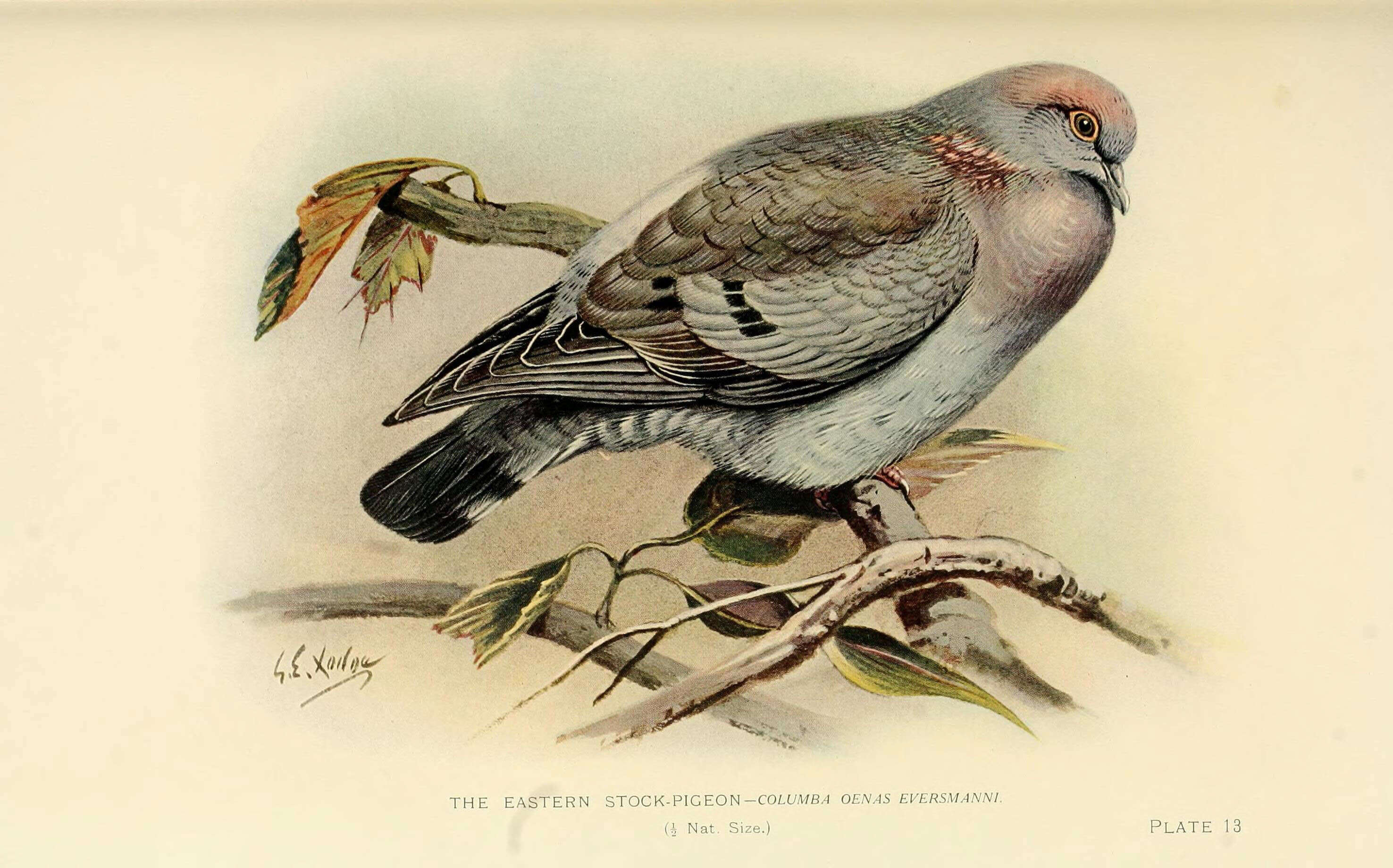 Image de Pigeon d'Eversmann