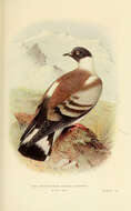 Image of Snow Pigeon