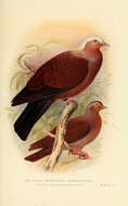 Image de Pigeon marron