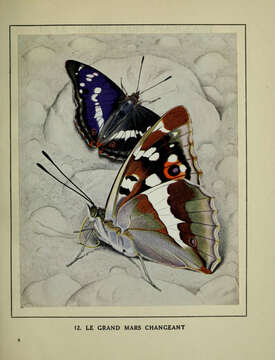 Image of purple emperor